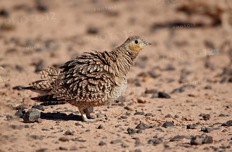 Crowned Sandgrouse