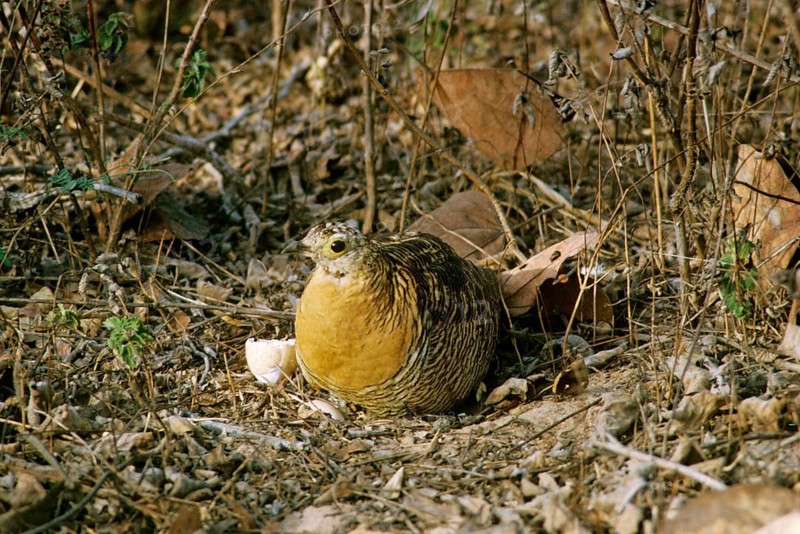 Sandgrouse