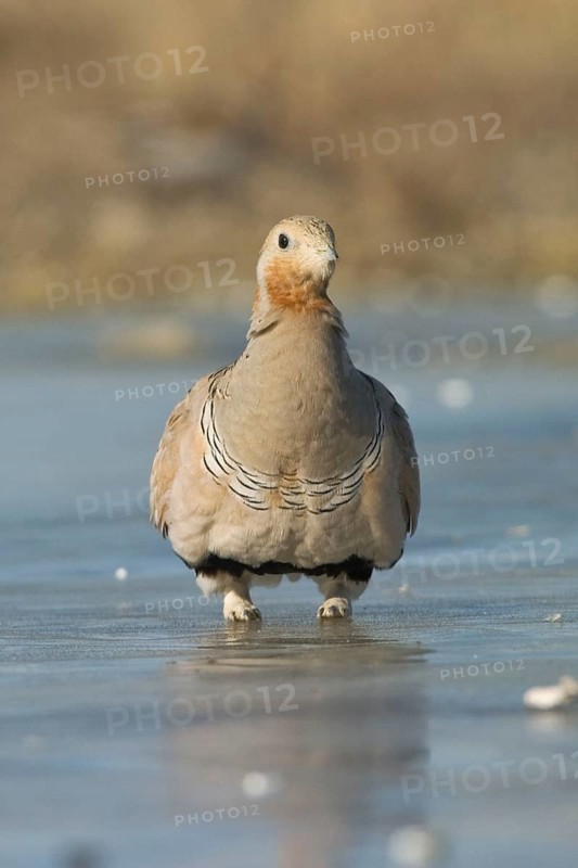 Pallas's Sandgrouse adult male