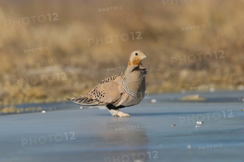 Pallas's Sandgrouse adult male