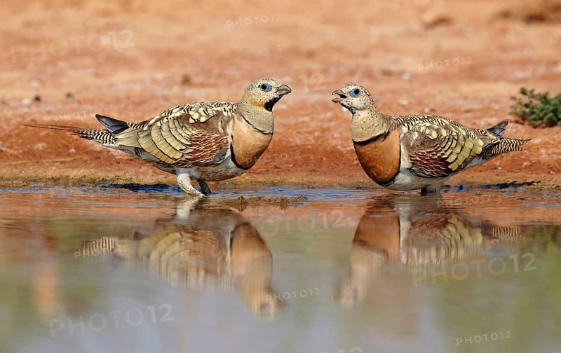 Pin-tailed Sandgrouse
