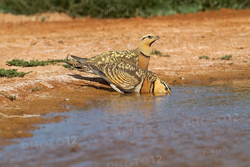 Pin-tailed sandgrouse