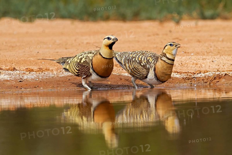 Pin-tailed sandgrouse
