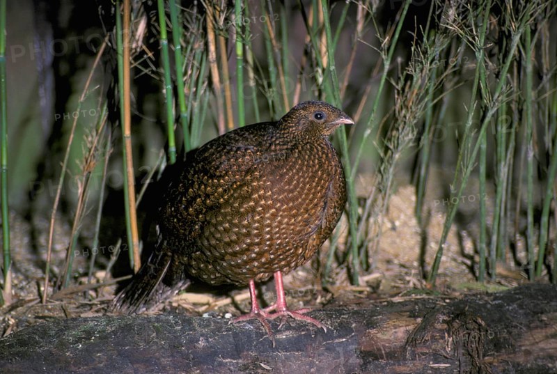Satyr satyr tragopan