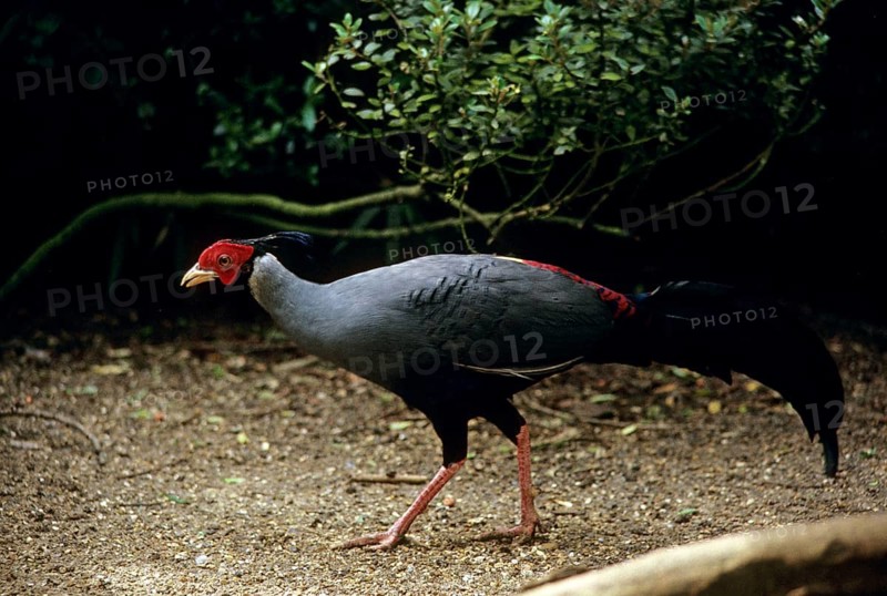 Siamese fireback