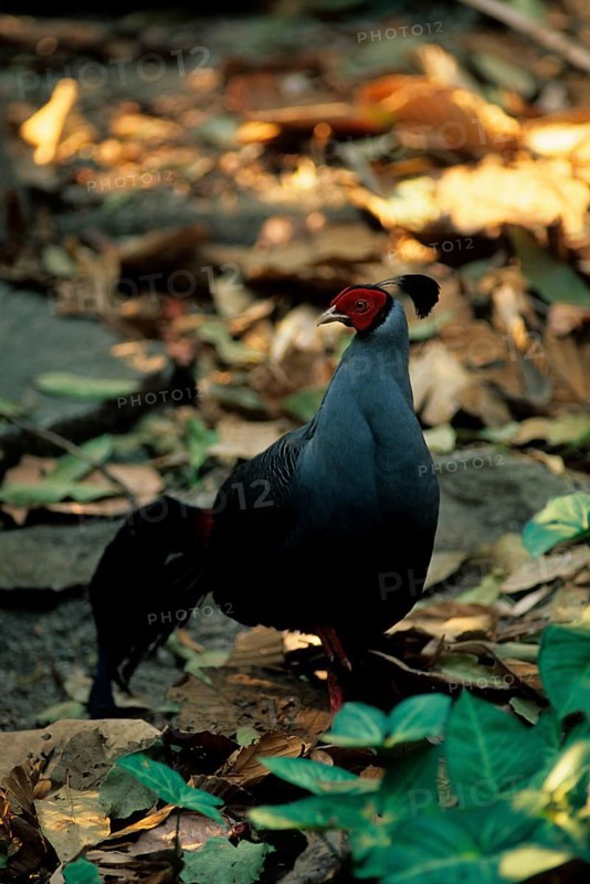 Siamese fireback