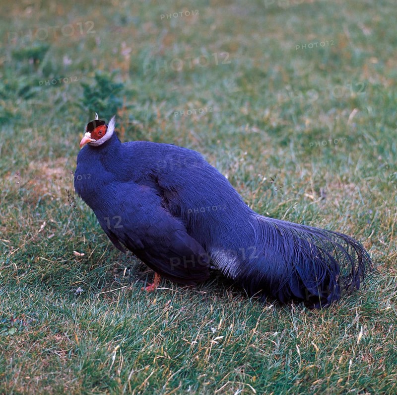 Blue eared pheasant