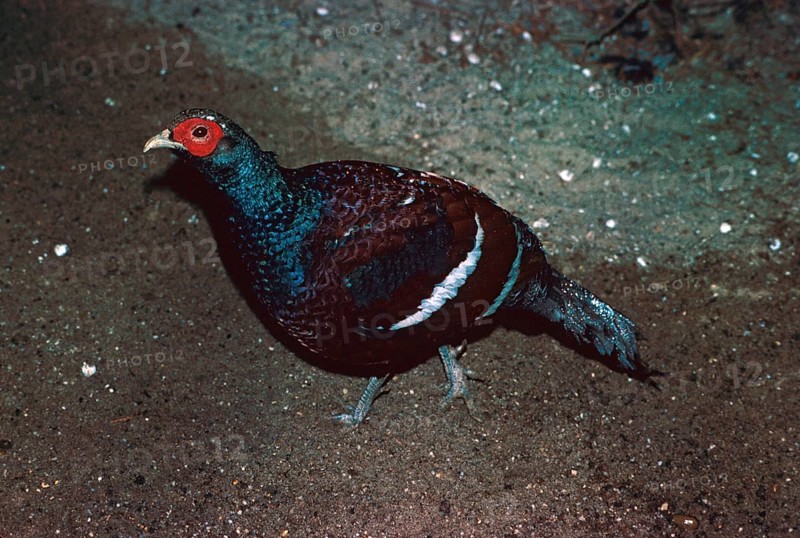 Hume's mrs. hume's pheasant