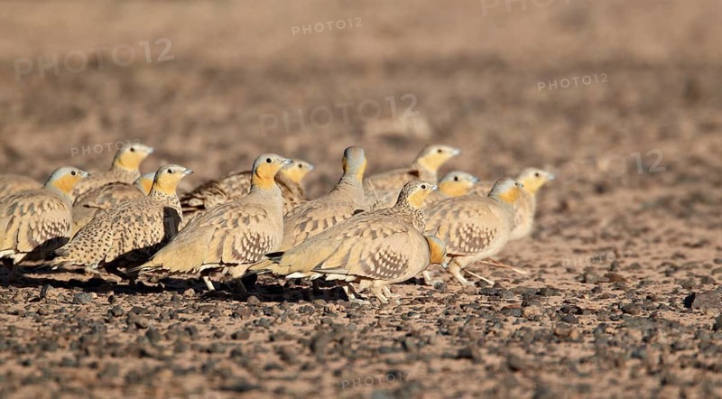 Spotted Sandgrouse
