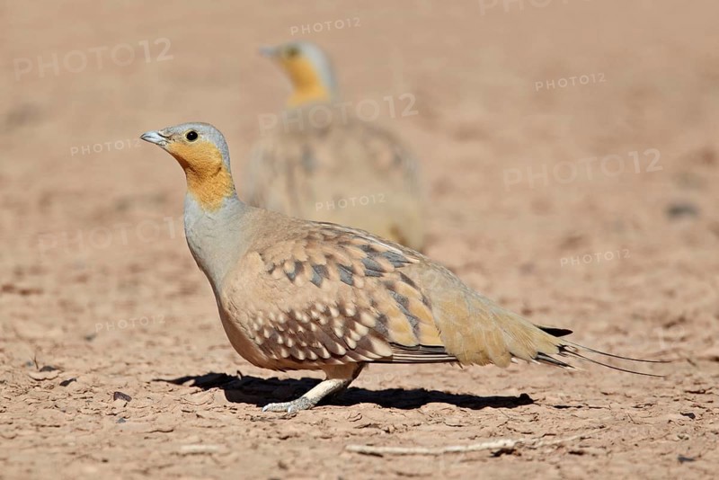 Spotted Sandgrouse