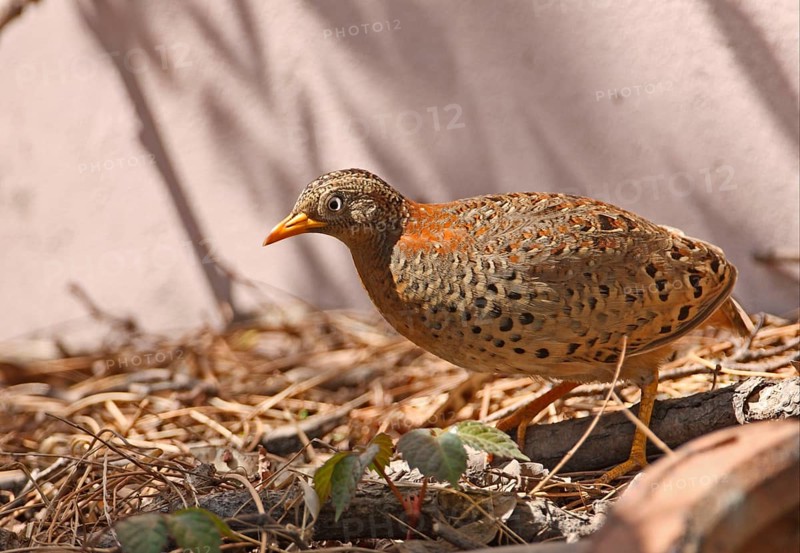 Yellow-legged Buttonquail