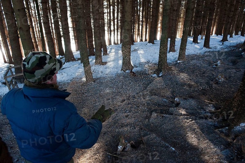 Gamekeeper feeding pheasants in pine