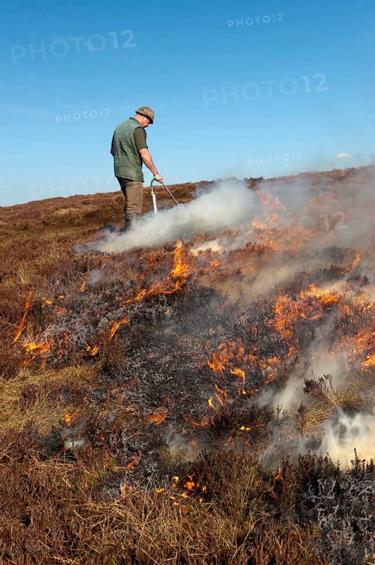 Gamekeepers on a hunting ground burning moorland to provide a good habitat for grouse