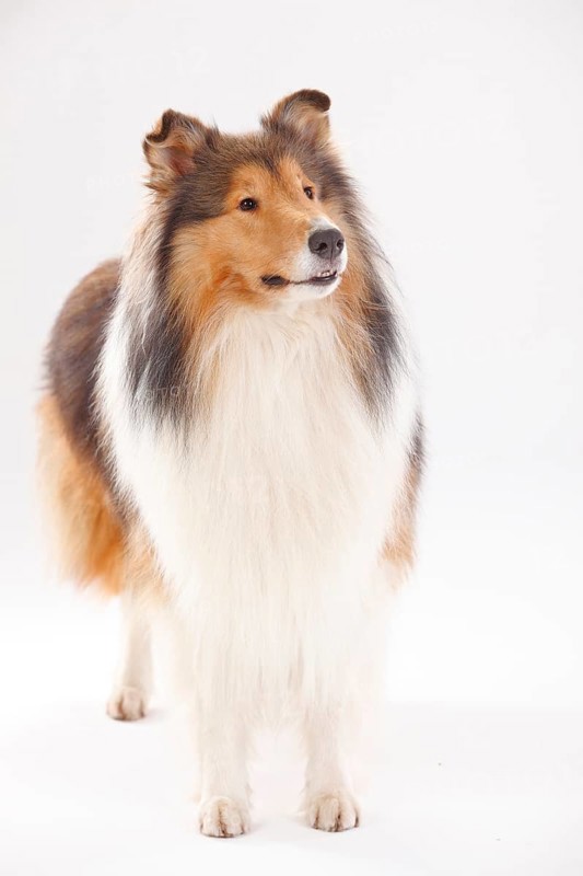 Rough Collie