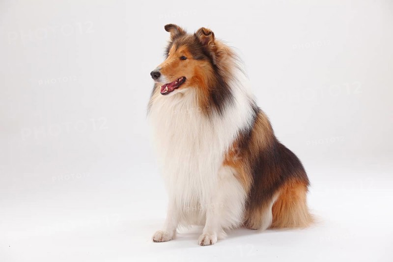 Rough Collie