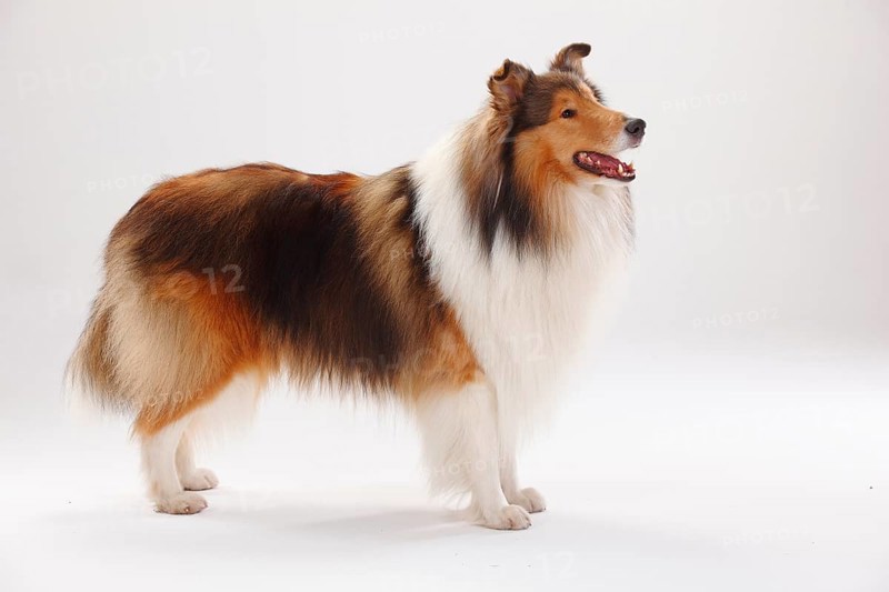 Rough Collie