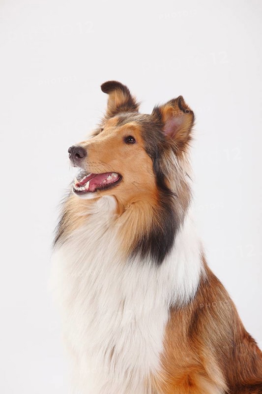Rough Collie