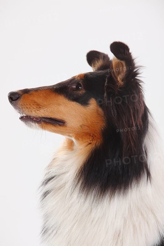 Rough Collie