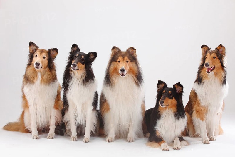 Collies