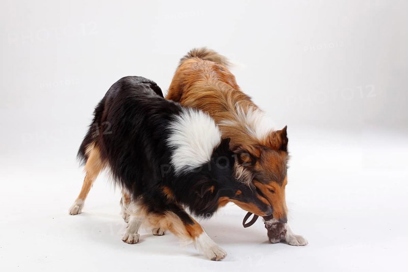 Rough Collies
