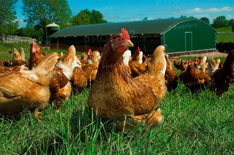 Domestic chicken