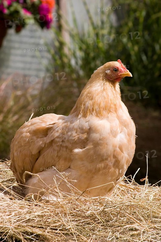 Cochin chickens