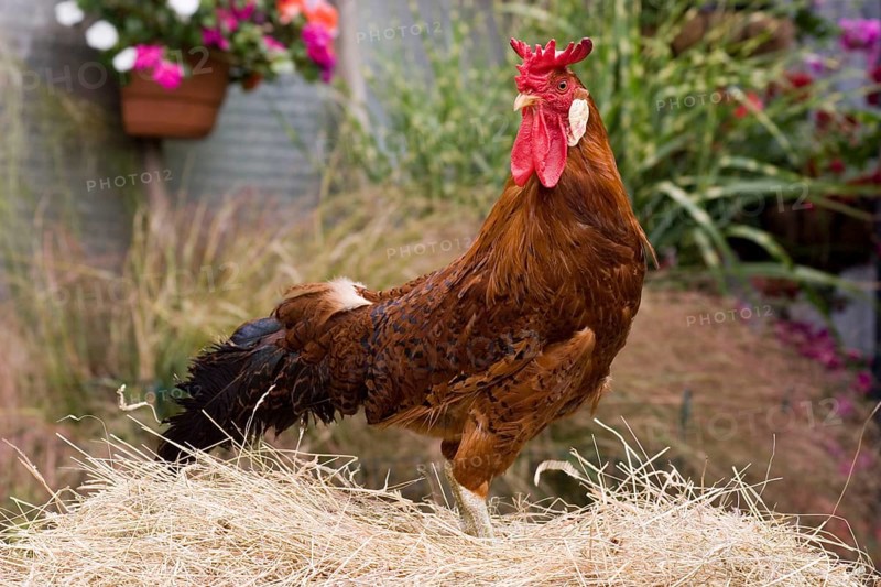 Domestic fowl