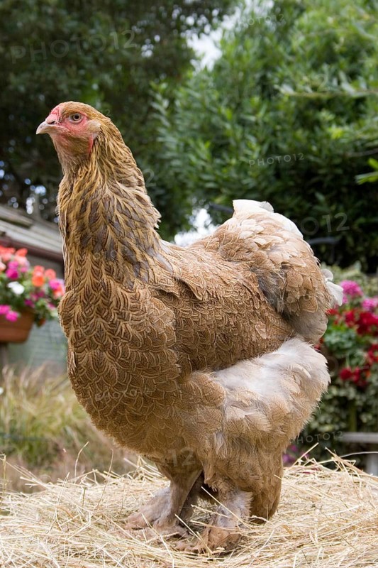 Brahma chickens