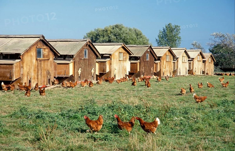 Domestic chickens