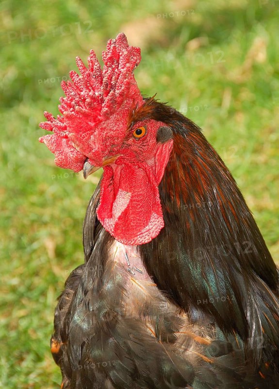 Domestic fowl