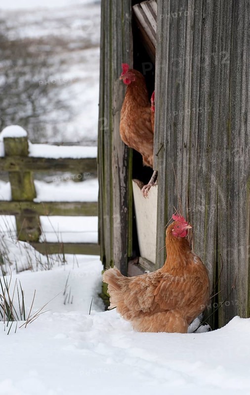 Domestic chickens