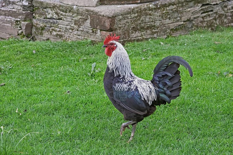 Norfolk Grey chicken