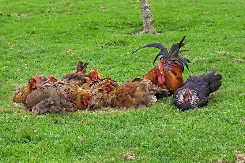 Domestic fowl