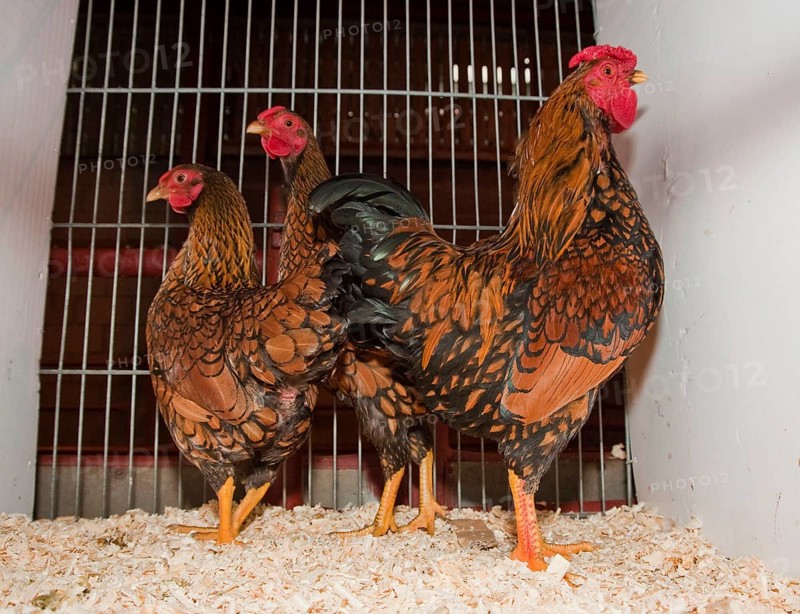 Domestic fowl