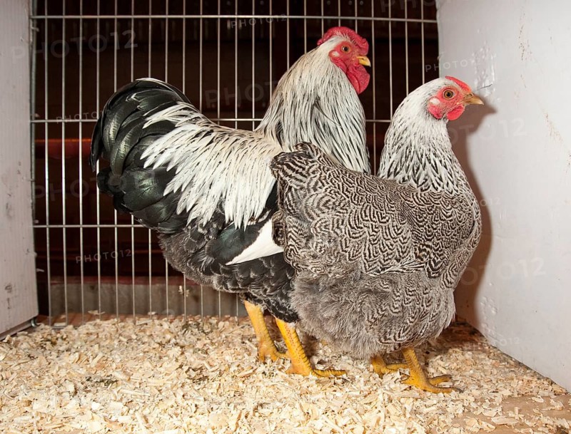 Domestic fowl