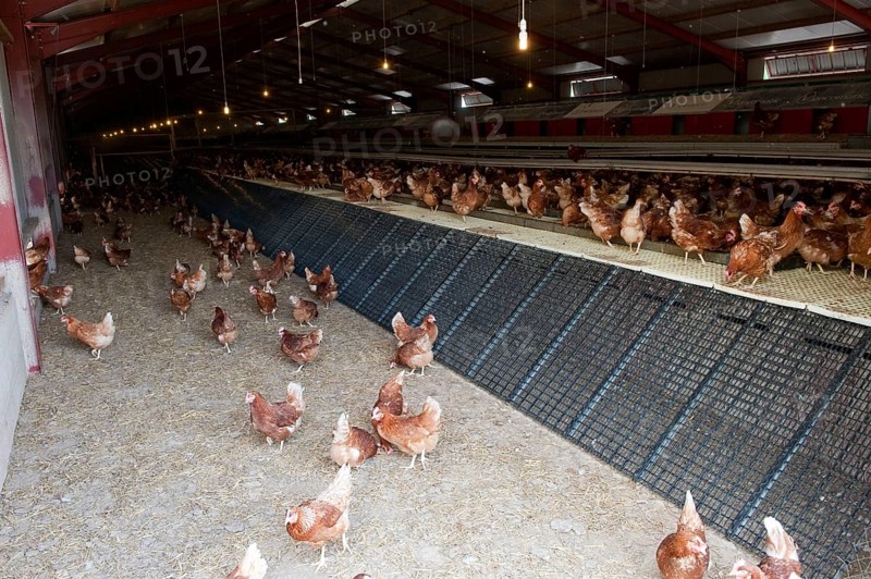 Domestic fowl