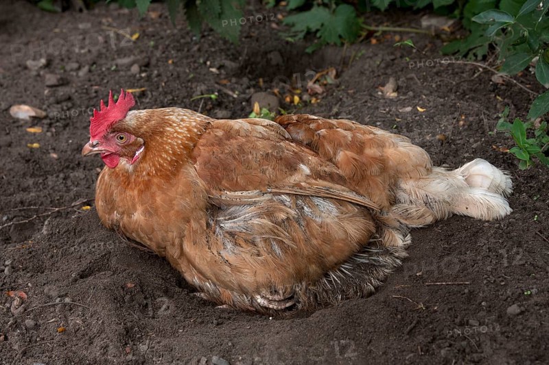 Domestic chicken