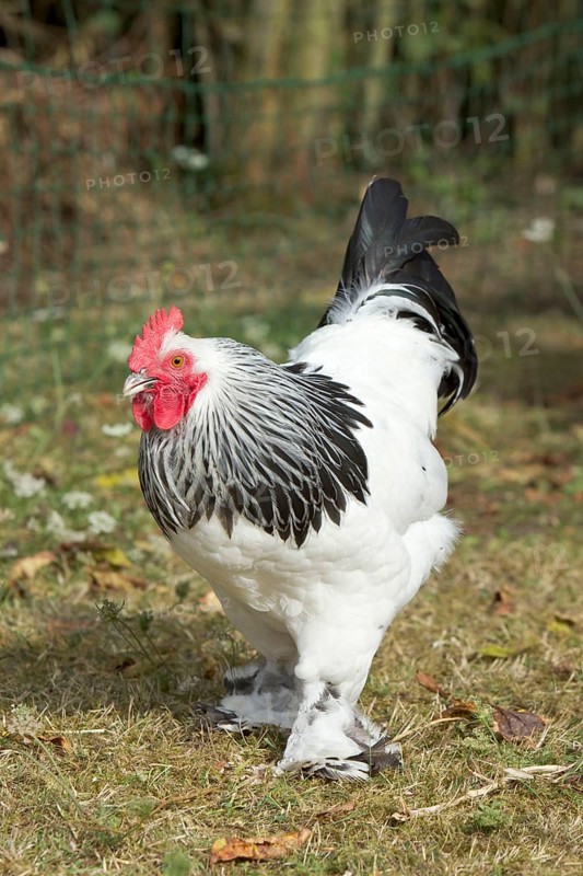 Sussex chickens