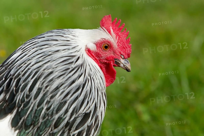 Sussex chickens
