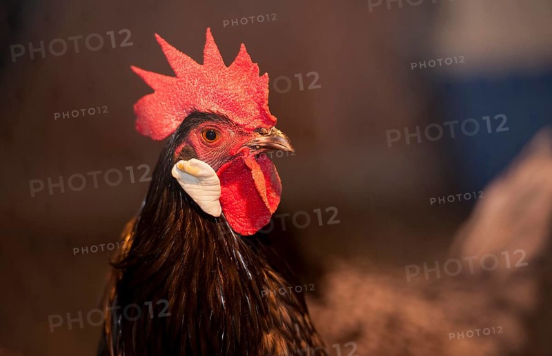 Andalusian chicken
