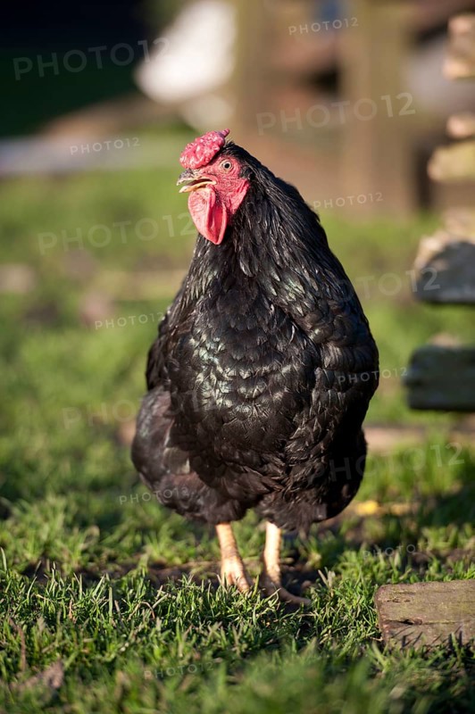 Domestic fowl
