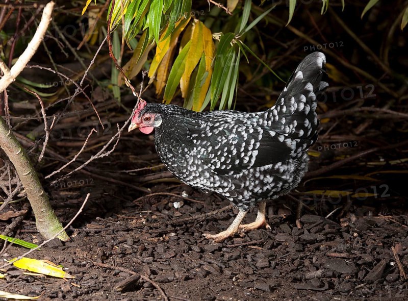 Ancona chickens