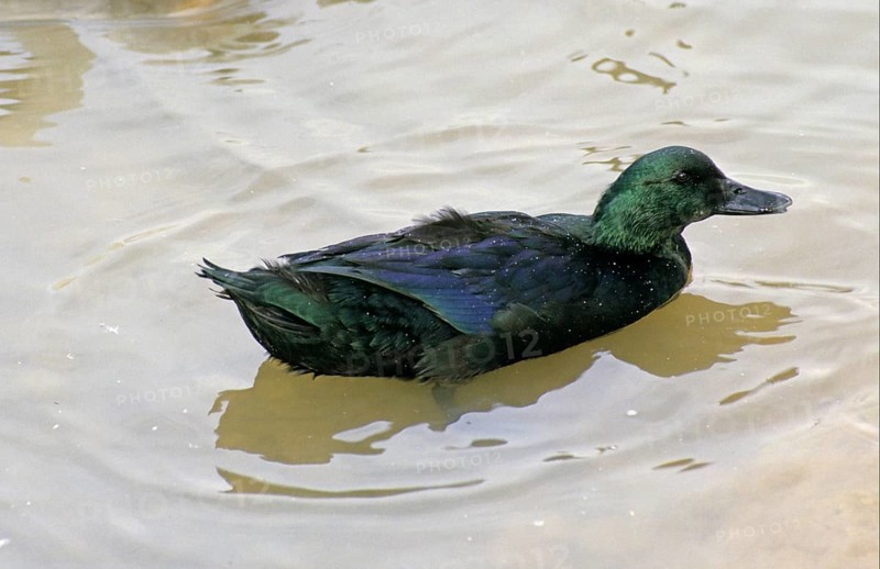 House Duck