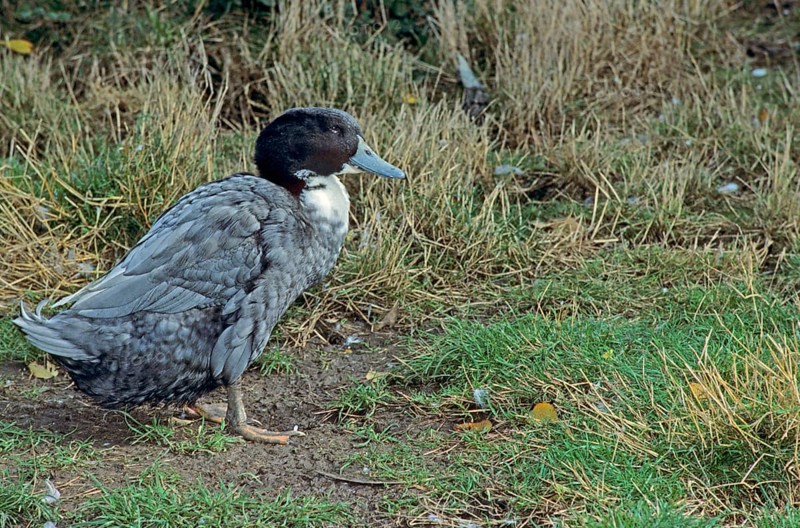 Swedish Blue Duck