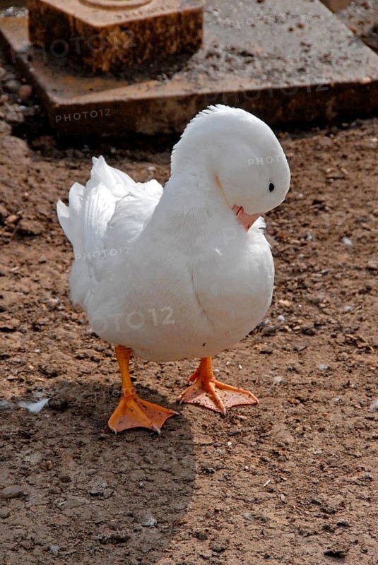 Campbell Ducks