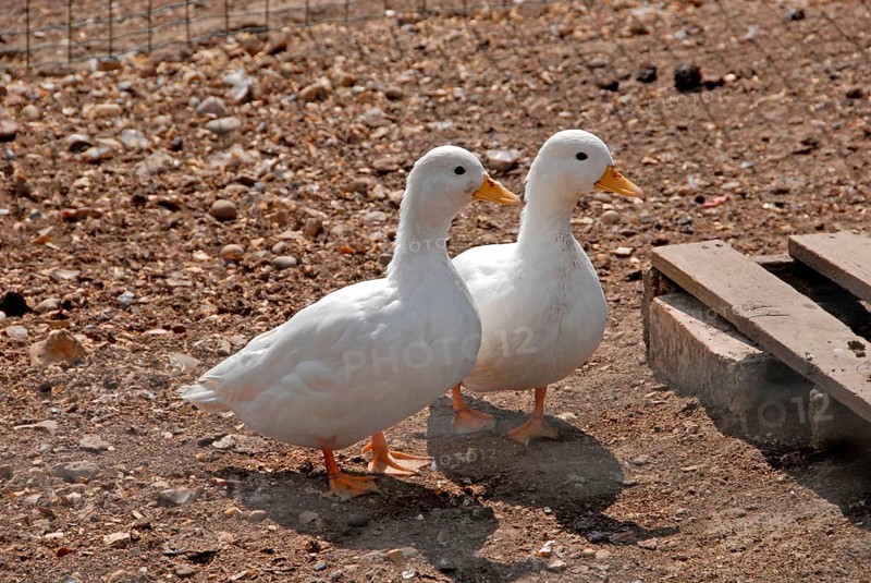 Dwarf Ducks