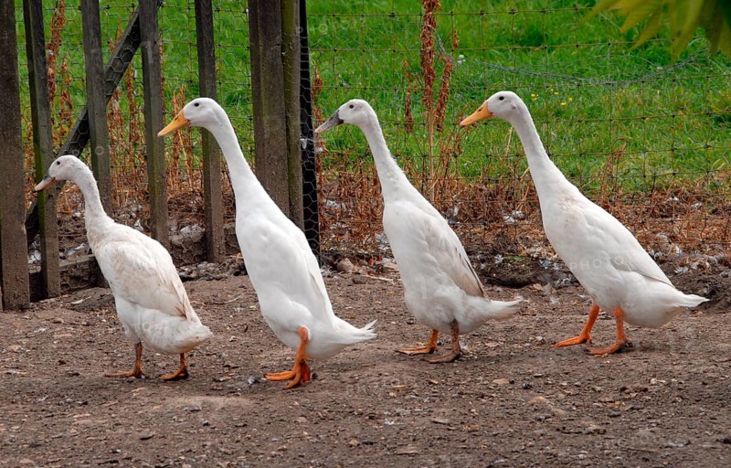 Domestic duck