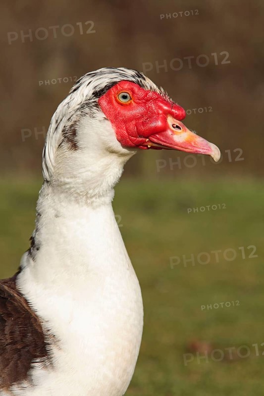 Muscovy ducks