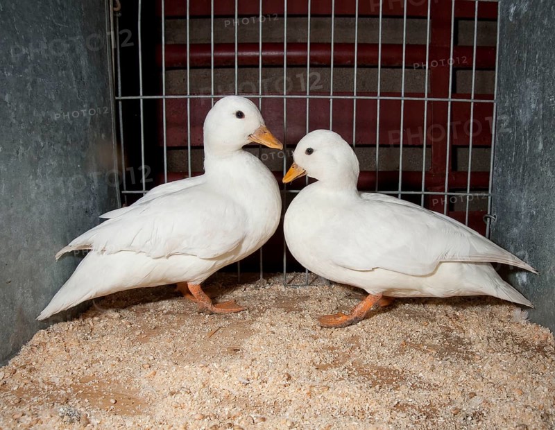 Dwarf Ducks