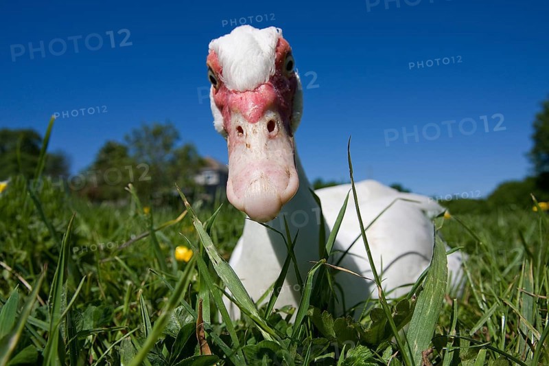 Muscovy ducks